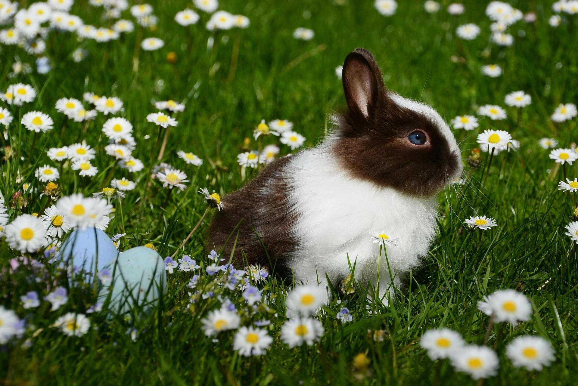 Specialist Vets in Newark