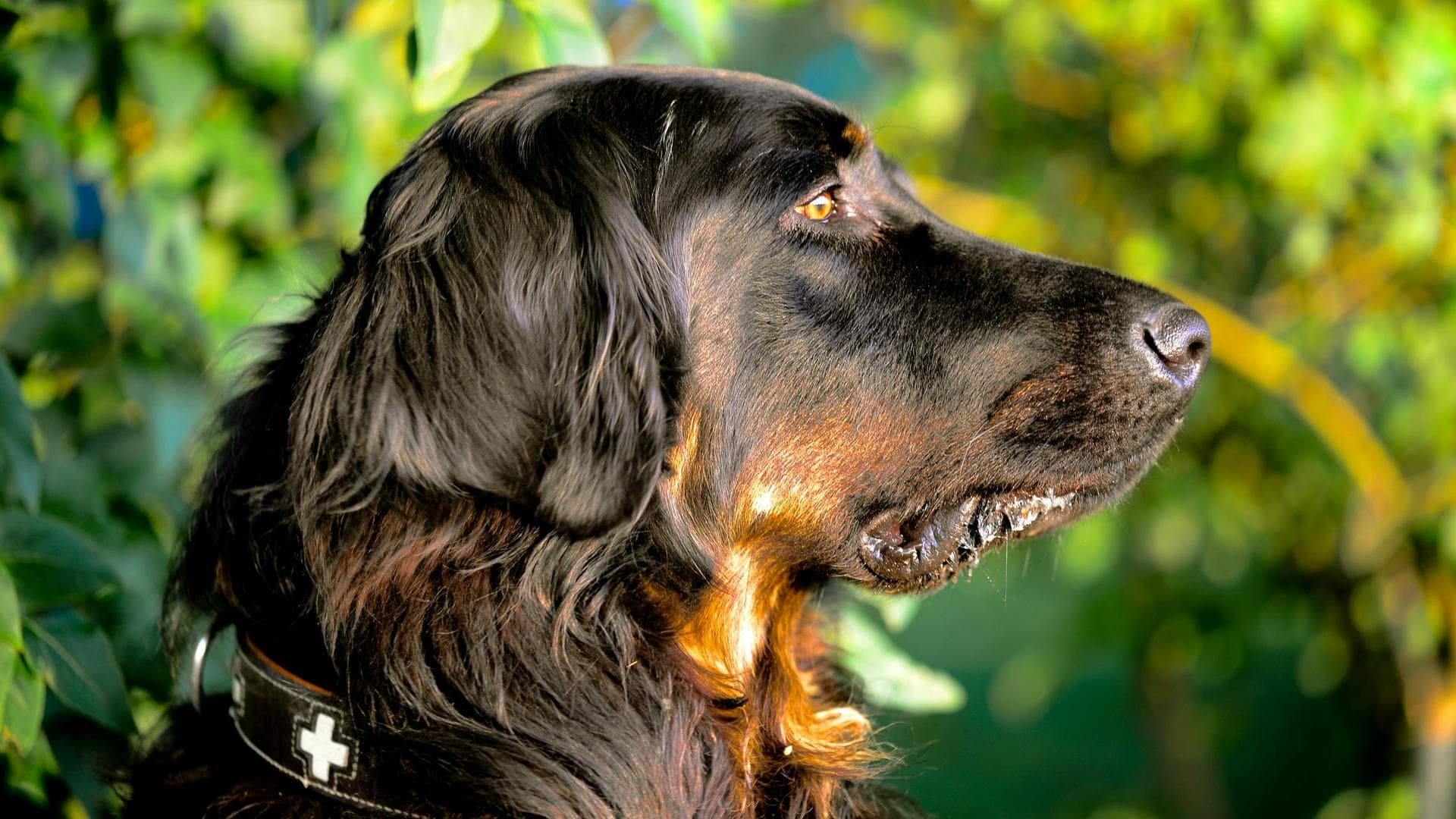 Black and brown dog against bush
